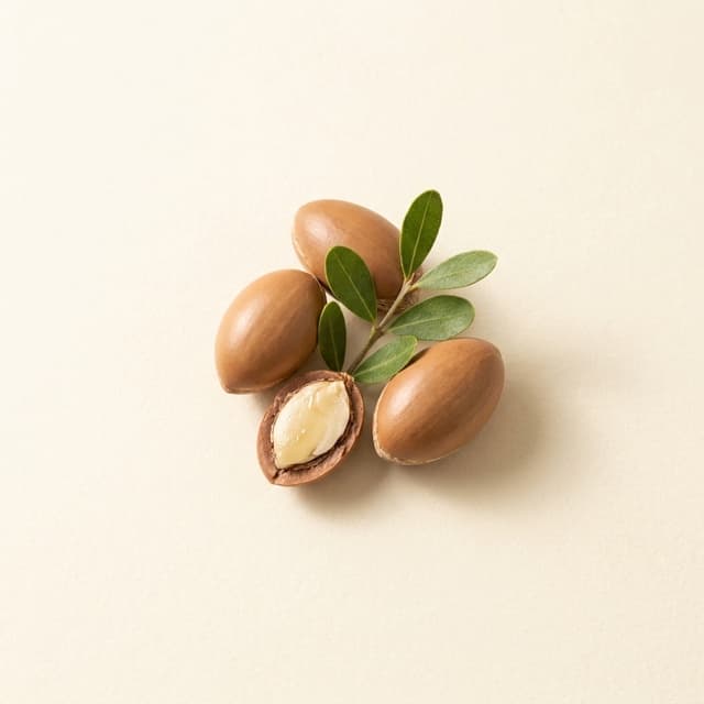 Argan — Argania Spinosa