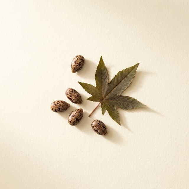 Castor — Ricinus Communis