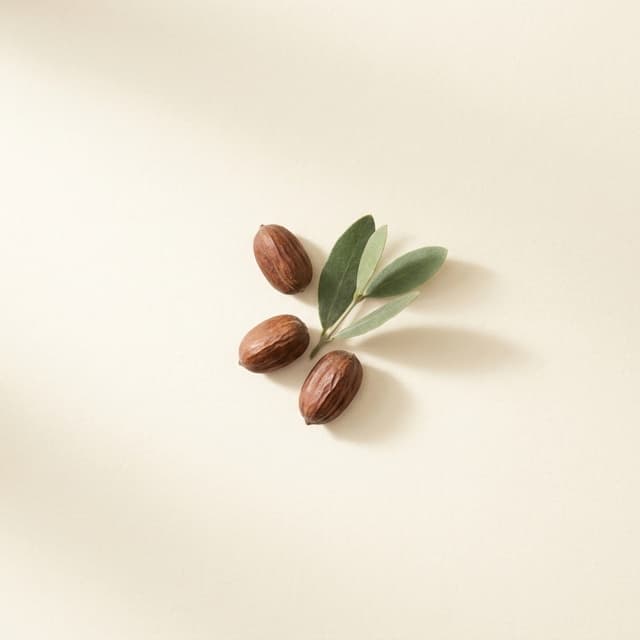Jojoba — Simmondsia Chinensis