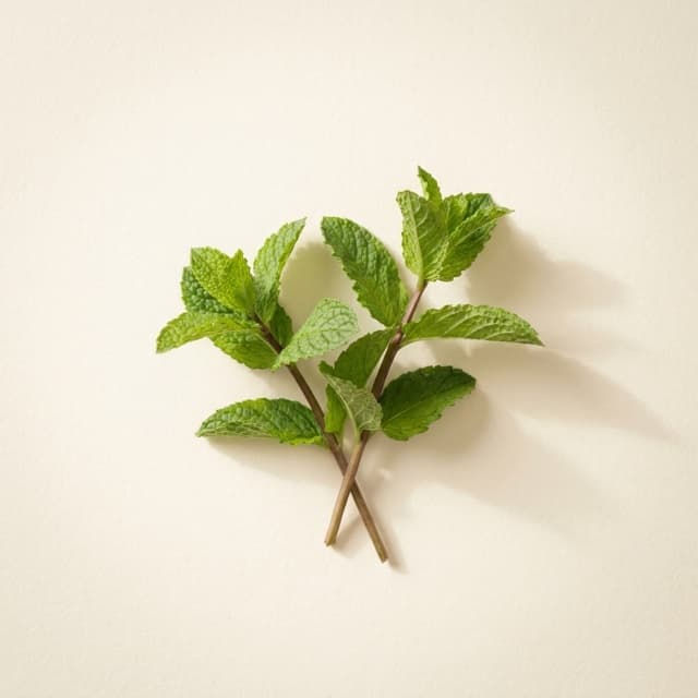 Peppermint — Mentha Piperita