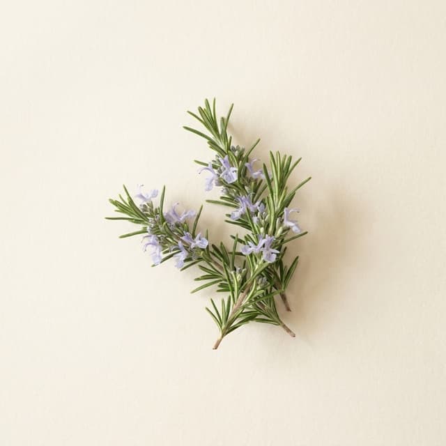 Rosemary — Rosmarinus Officinalis